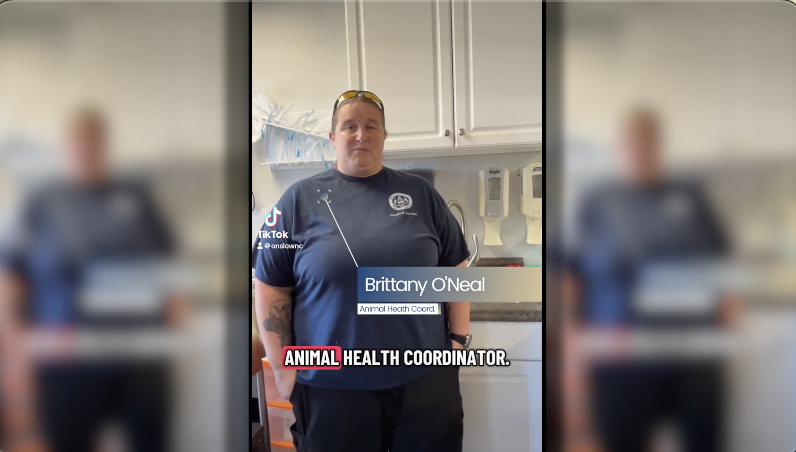 How Onslow Works - Animal Control